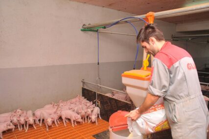 “UGLEDATI SE NA EU I SRBIJU” Svinjogojci žele da se ukine vakcinacija protiv svinjske kuge