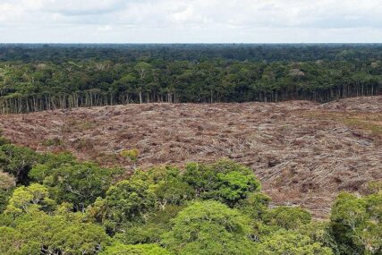NESTAJU PLUĆA PLANETE Za godinu dana u Brazilu uništena prašuma VELIKA KAO PORTORIKO
