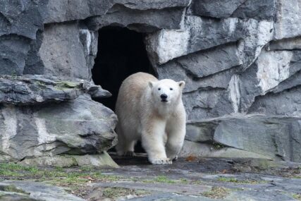 NAUČNICI ZABRINUTI Uspavali polarnog medvjeda pa mu ispisali OVAJ NATPIS NA TIJELU