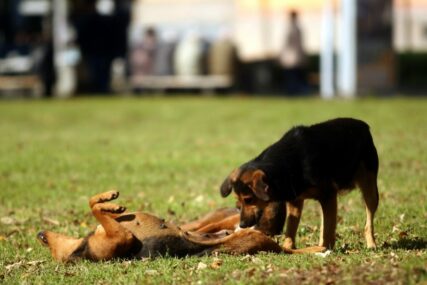 Užas u Derventi: Leševi  otrovanih pasa na ulicama
