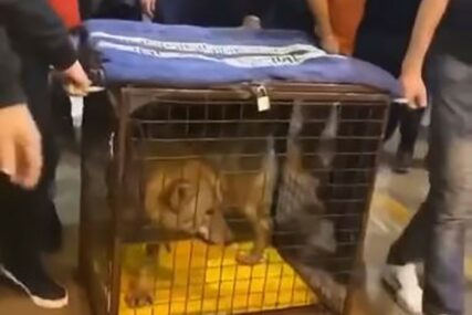 ŠOKANTAN SNIMAK IZ ULCINJA Preplašena životinja u kavezu se grčila dok je puna sala navijala (VIDEO)