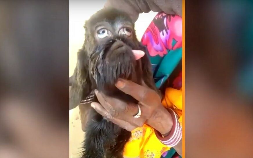 OBOŽAVAJU JE KAO BOGA U Indiji se ojarila koza s LJUDSKIM LICEM (VIDEO)