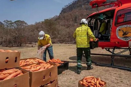 POMOĆ PREŽIVJELIMA Australijanci iz aviona izbacuju mrkvu za ISCRPLJENE ŽIVOTINJE (FOTO)