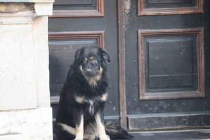 PROMRZLA STRAŽA Pas našao utočište na pragu zgrade Vlade Kantona Sarajevo