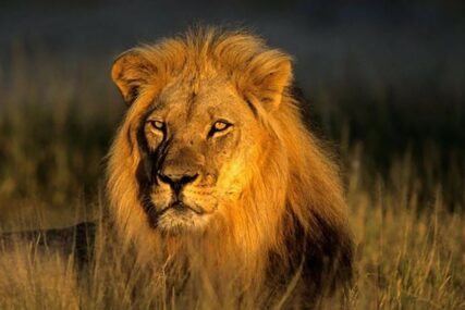 PRIZORI KOJI SLAMAJU SRCA Zatvoreni i bolesni lavovi umiru od gladi (VIDEO)