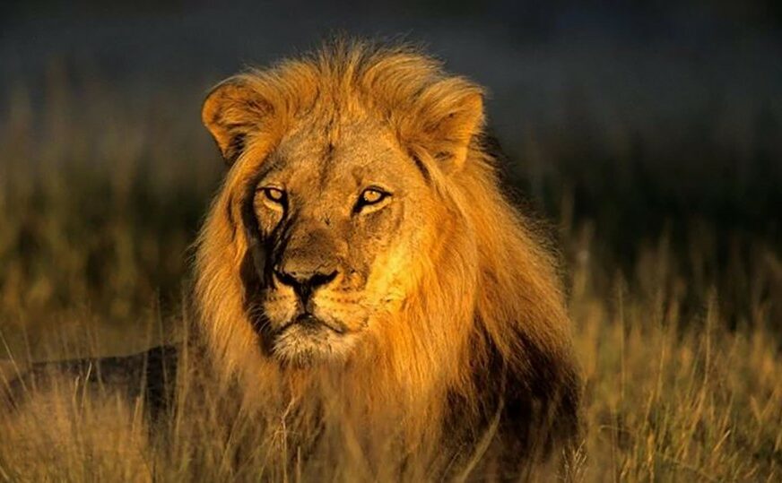 PRIZORI KOJI SLAMAJU SRCA Zatvoreni i bolesni lavovi umiru od gladi (VIDEO)