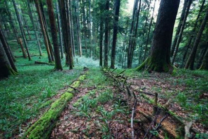 NEDOSTAJU SJEKAČI Uprkos dobrom uzgoju šuma ŠG "Drina" nije ostvarilo plan proizvodnje