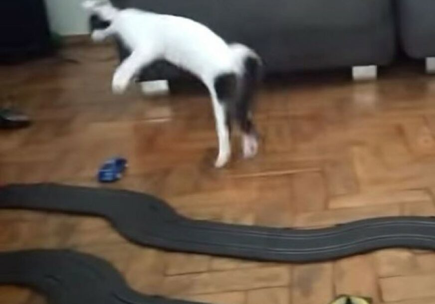 NEUMORNA Kada maca poludi za trkaćim automobilom (VIDEO)