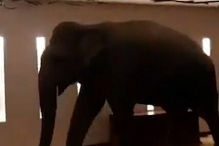 NESVAKIDAŠNJI GOST Slon prošetao hodnikom hotela i iznenadio osoblje (VIDEO)