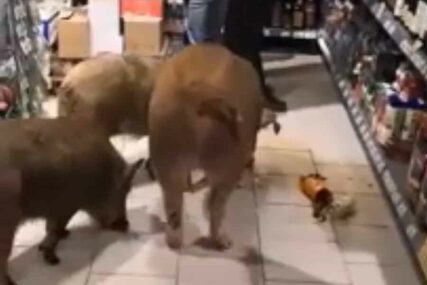NE PIJU NA PRAZAN ŽELUDAC Tri svinje u Rusiji slistile flašu konjaka (VIDEO)