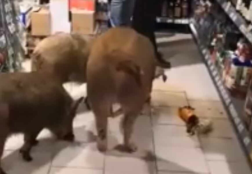 NE PIJU NA PRAZAN ŽELUDAC Tri svinje u Rusiji slistile flašu konjaka (VIDEO)