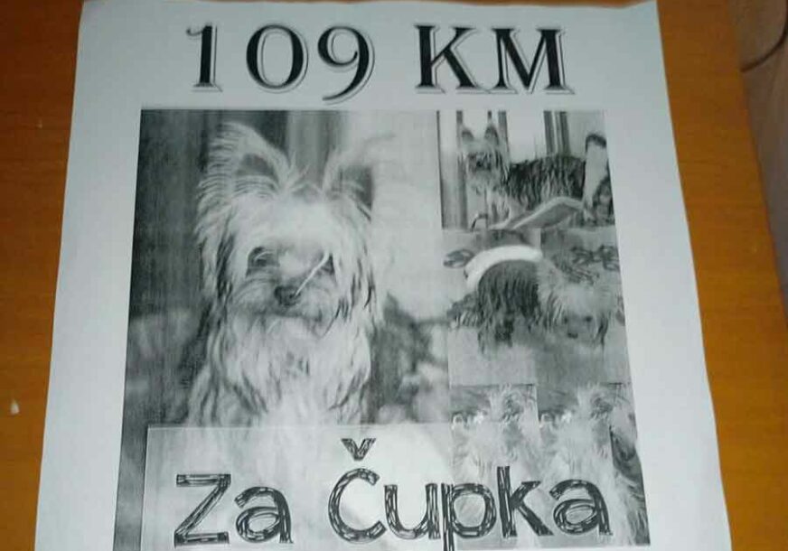 ČUPKO SE VRATIO KUĆI Nađen najpopularniji trebinjski pas