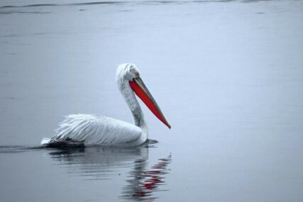 ZATVOREN PARK Uginuli pelikani pozitivni na virus ptičijeg gripa