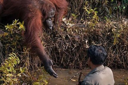 DIRLJIV PRIZOR Orangutan pružio ruku kako bi pomogao čovjeku u rijeci (FOTO)