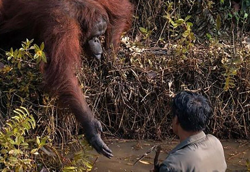 DIRLJIV PRIZOR Orangutan pružio ruku kako bi pomogao čovjeku u rijeci (FOTO)