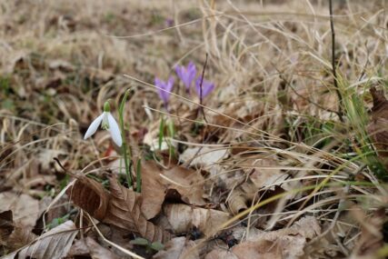 ŠUMSKO ZELENILO SE POLAKO BUDI Vjesnici proljeća ukrasili šume u okolini Dervente (FOTO)
