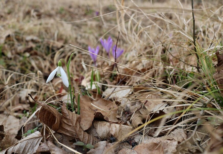 ŠUMSKO ZELENILO SE POLAKO BUDI Vjesnici proljeća ukrasili šume u okolini Dervente (FOTO)