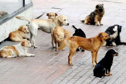 NOVO ISTRAŽIVANJE NAUČNIKA Obučeni psi u 94 odsto slučajeva nanjuše zaraženu osobu