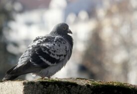 Njihovo prisustvo može izazvati prljavštinu i buku: Nekoliko savjeta kako najlakše OTJERATI GOLUBOVE i druge ptice sa terase ili balkona