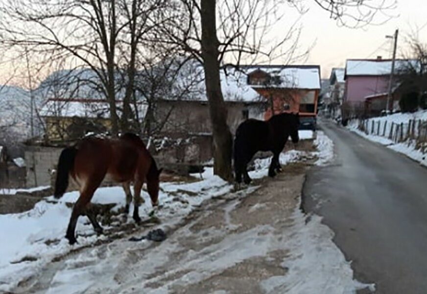 DOBILI SMJEŠTAJ, HRANU I NJEGU Inspektori se pobrinuli za konje koji su lutali Sarajevom