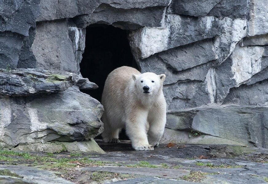 ZBOG KLIMATSKIH PROMJENA Polarni medvjedi se zbog nedostatka hrane sve više okreću KANIBALIZMU