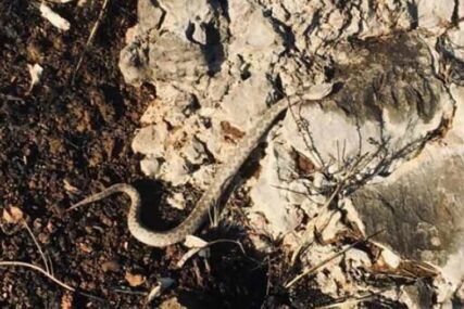 NA TERENU VIĐAJU SVE I SVAŠTA Vatrogasci najotrovniju evropsku zmiju prekinuli usred ručka (FOTO)