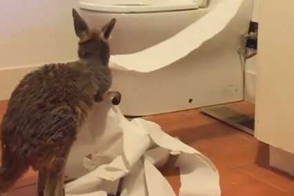 ODLUČIO DA IM POTROŠI ZALIHE Mali kengur se zaigrao sa toalet papirom (VIDEO)