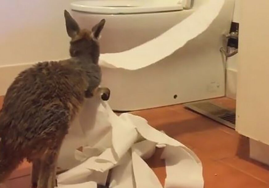 ODLUČIO DA IM POTROŠI ZALIHE Mali kengur se zaigrao sa toalet papirom (VIDEO)