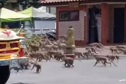 KORONA VIRUS RASTJERAO TURISTE Stotine gladnih majmuna preplavilo ulice Tajlanda (VIDEO)