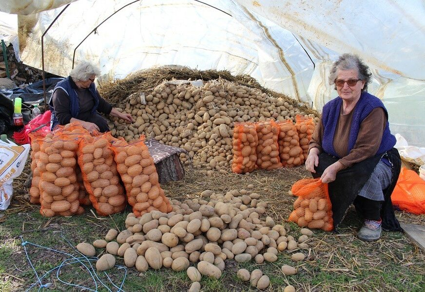 Vrijedne domaćice iz Miljevića kod Nove Topole: Prvoklasni krompir za domaće tržište