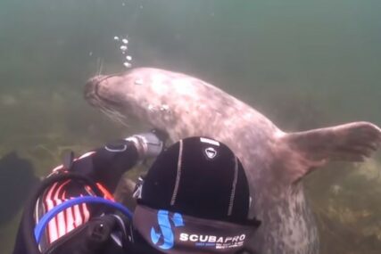 NIJE SKRIVALA SREĆU I ZADOVOLJSTVO Foka zamolila ronioca da je počeška po stomaku (VIDEO)