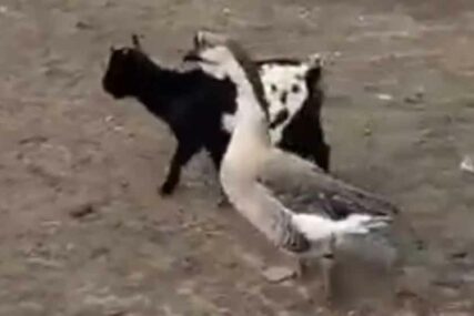 Oni su dokaz da je LJUBAV SLIJEPA: Kako se gusan Pera ZALJUBIO u kozicu Milku (VIDEO)