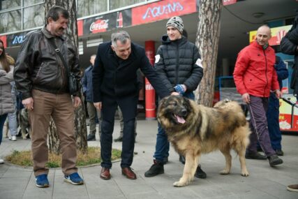 DRUŽENJE LJUBITELJA PASA U Akvani se održava izložba šarplaninaca