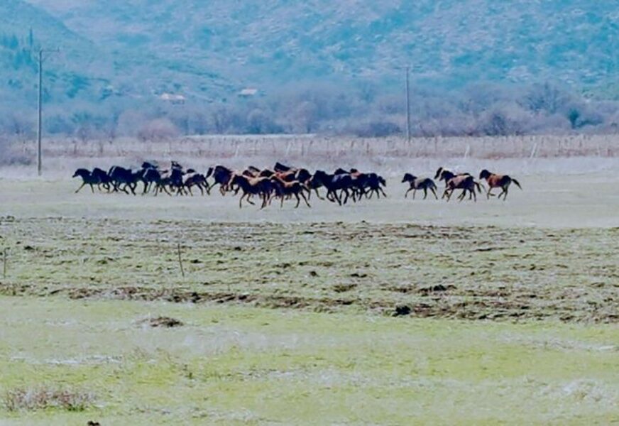 MJEŠTANI NAŠLI TRAGOVE KRVI Ubijena dva divlja konja u okolini Trebinja