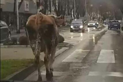 ŠOKIRALA PROLAZNIKE Krava prošetala centrom Trebinja, napravila i ZASTOJ u saobraćaju (VIDEO)