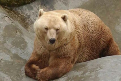 Nesvakidašnji incident u Japanu: Medvjed ubijen nakon što je upao u vazduhoplovnu bazu