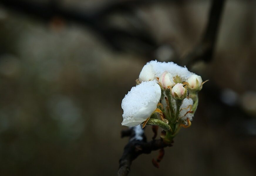 Voćari suočeni sa novim problemima: Zbog mraza uglavnom stradali cvjetovi bliži zemlji