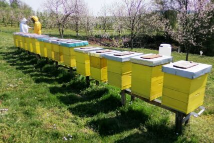 MALI PRINOSI, VELIKA POTRAŽNJA Korona povećala prodaju meda, pčelari ostali bez zaliha