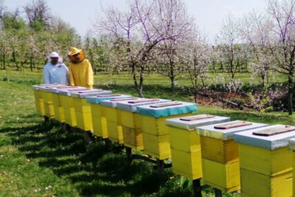 Pčelari u Potkozarju ZADOVOLJNI: Toplo vrijeme i puno cvijeta obećava DOBRU SEZONU