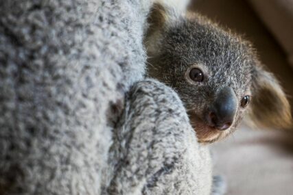 KONAČNO DOBRE VIJESTI Nakon katastrofalnih požara u Australiji koale se vraćaju u divljinu