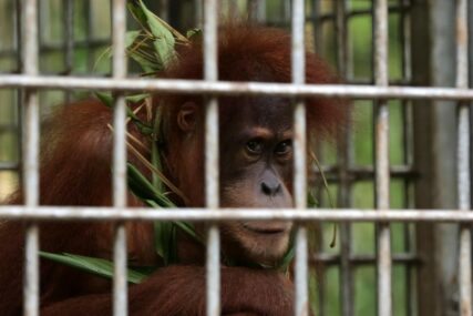 PROVODE DANE U HARMONIJI Orangutani i vidre u zoološkom vrtu postali NAJBOLJI PRIJATELJI (FOTO)