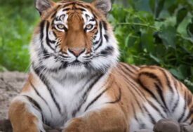 Šta znači sanjati tigra: Veličanstvena životinja je nekome snaga, a nekome strah