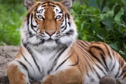 USMRTILE ČUVARA Tigrice pobjegle iz zoološkog vrta