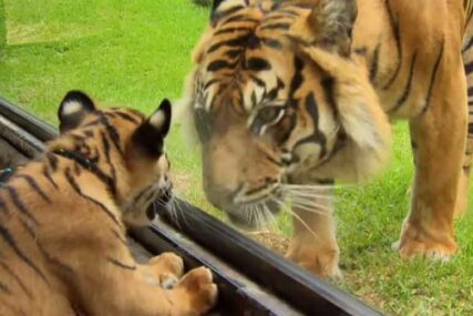 ODGRIZAO RUKU ČISTAČU Ubijen tigar u zoološkom vrtu