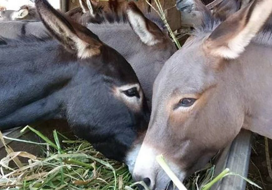 Osnovao farmu magaraca, LITAR MLIJEKA KOŠTA 50 EVRA, a sada su im i imena NEPROCJENJIVA (FOTO)
