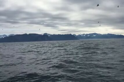 Snimao galebove na moru, a onda je uslijedila NEVJEROVATNA SCENA (VIDEO)