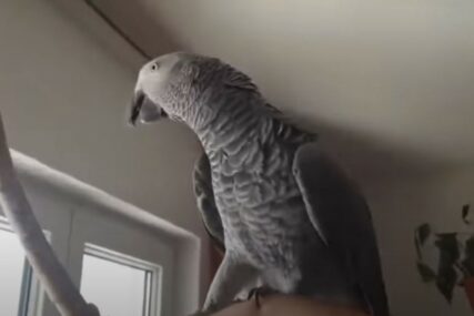 „STAVI MASKU“ Papagaj Hugo vlasnika upozorava da je vani korona virus (VIDEO)