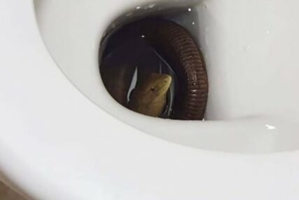 ZALUTAO U WC ŠOLJU Vatrogasci intervenisali kako bi izvukli ovog GMIZAVCA (FOTO)