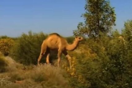 Htjela da napravi SELFI pa joj kamila iščupala PRAMEN KOSE (VIDEO)