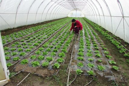 BESPLATNOM RASADOM PODSTIČU POVRTARE Sadnice povrća za veću proizvodnju u Kozarskoj Dubici